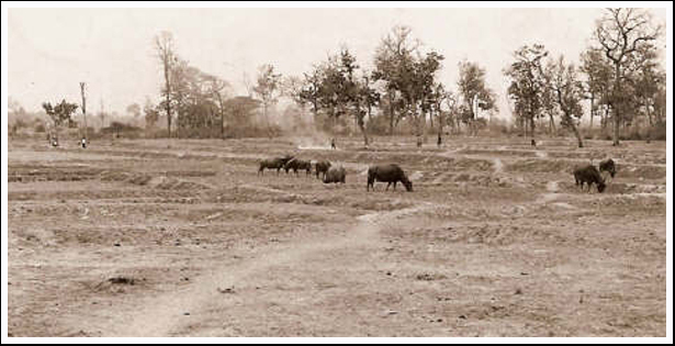 A landscape image of rice paddi in the Loeng Nok Tha area at the time Operation Crown started.