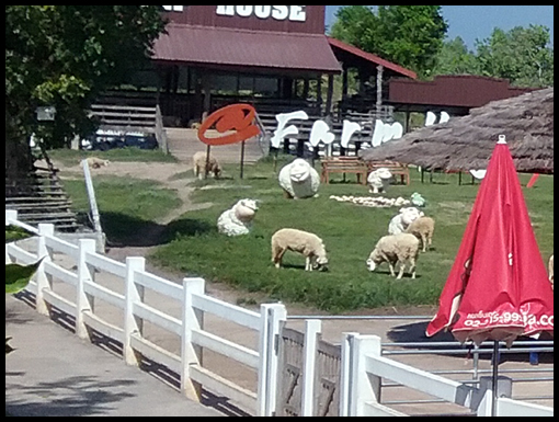 The in fashion sheep graze in the sun.