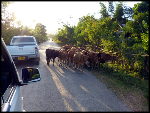 The cows go home as we head for the Blu Lagoon