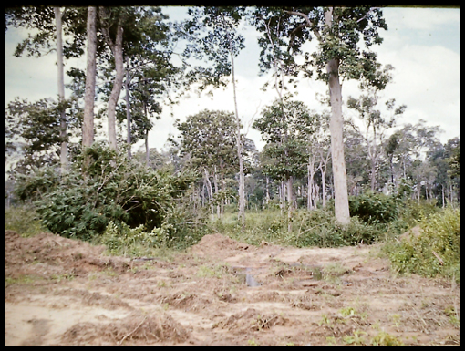 The virgin forest of the escarpment and a hornets nest rollover shot.